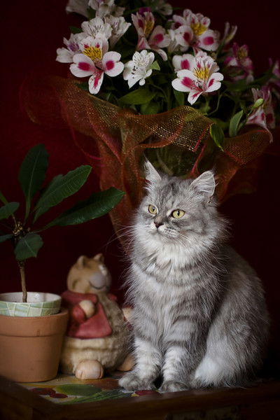 Людмила Мозговая