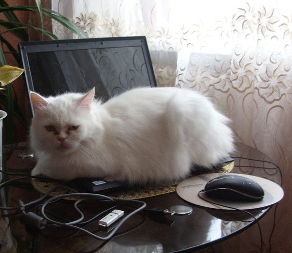 Наталья Барышникова