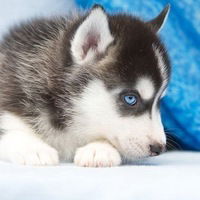 Ольга Ярикова