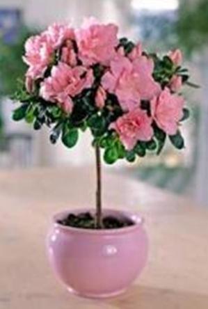 Ольга Сергиенко