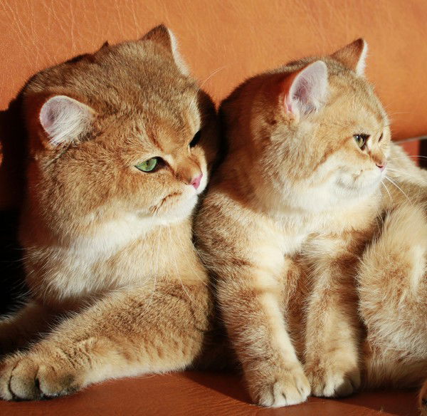 Дмитрий Хмара