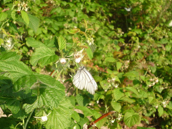 Энже Зайляева