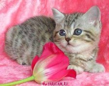 Колесник Кунслу