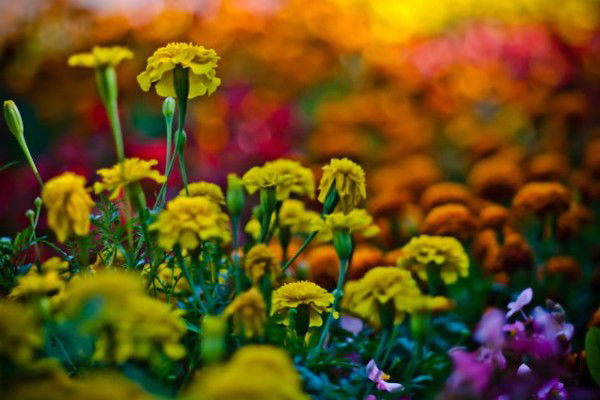 Виктория Кучура