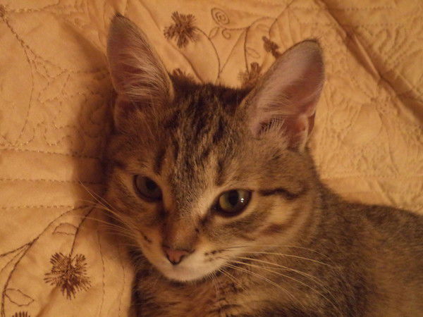 Мэйкун Кошкин