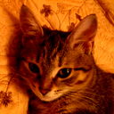 Мэйкун Кошкин