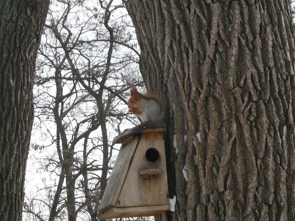 Галина Шевченко