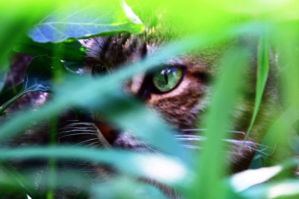 Лилия Довжик