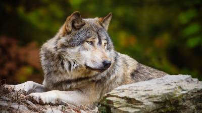 Жандос Сулейменов