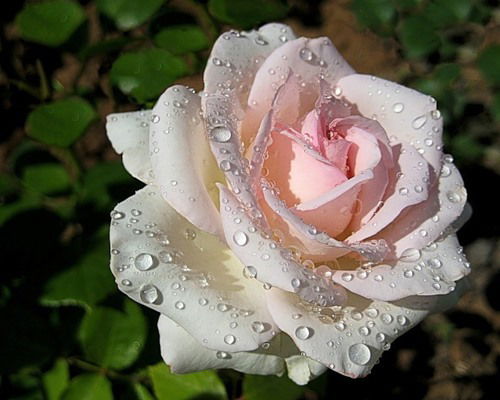 Наташа Ганенкова