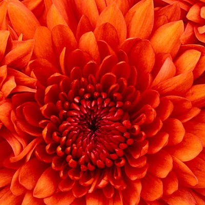 Ророна Митина