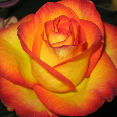 Ольга Тищенко