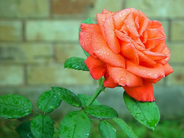 Татьяна Семикопова