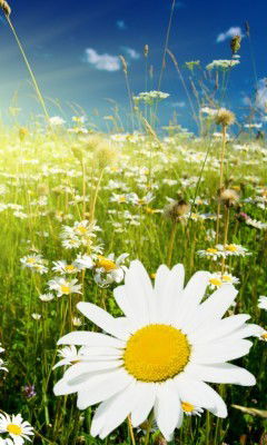 Альбина Халфина