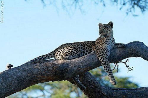 Евгения Степанова