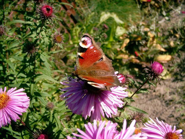 Светлана А Вот