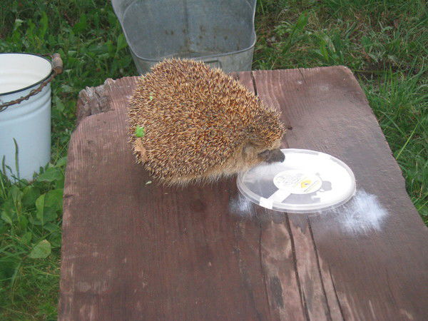 Екатерина Фонина