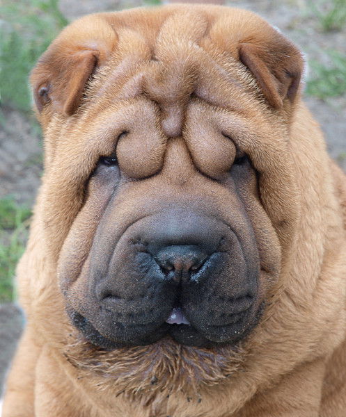 Александр Балабан