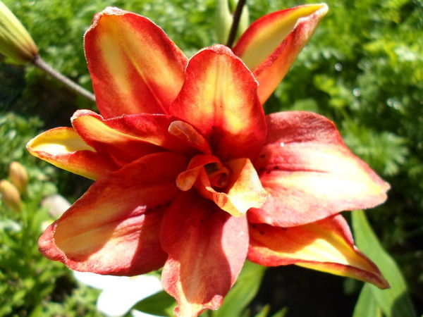 Татьяна Смирнова