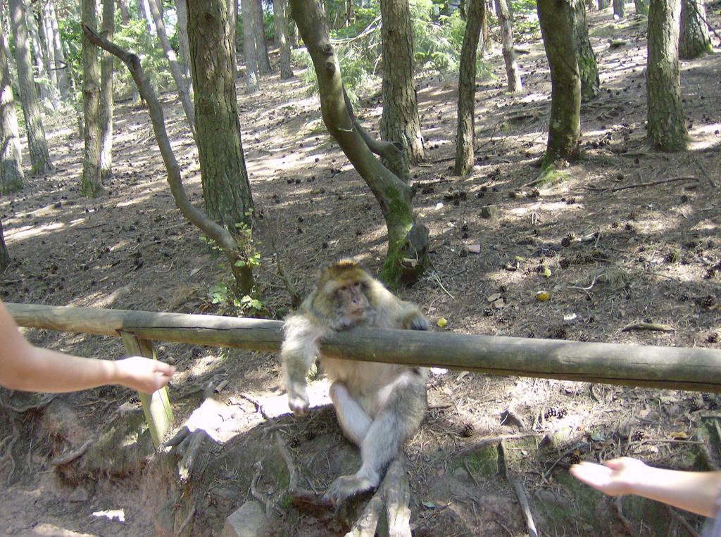 Лидия -Видершпан