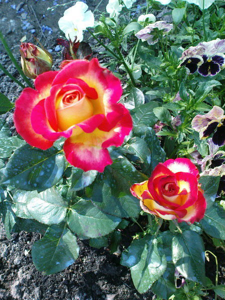 Света Полищук