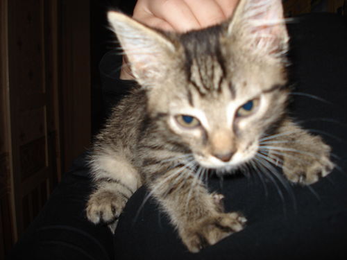 Светлана Сухих