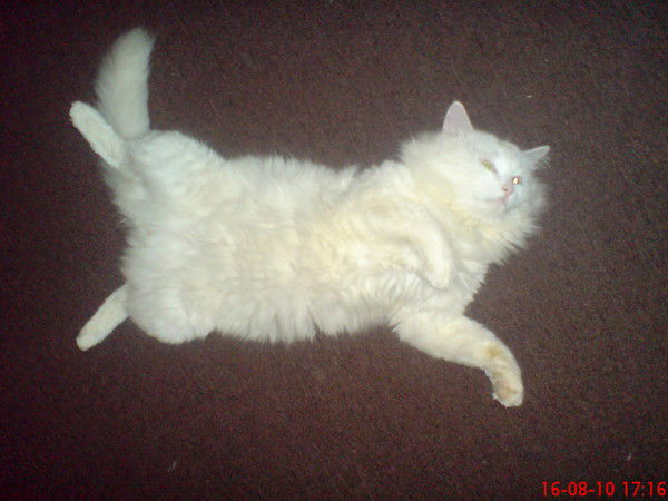 Диана Санферова