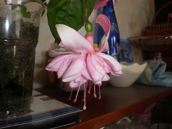 Наталья Кривицкая