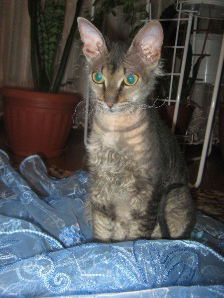 Элен Стрельникова