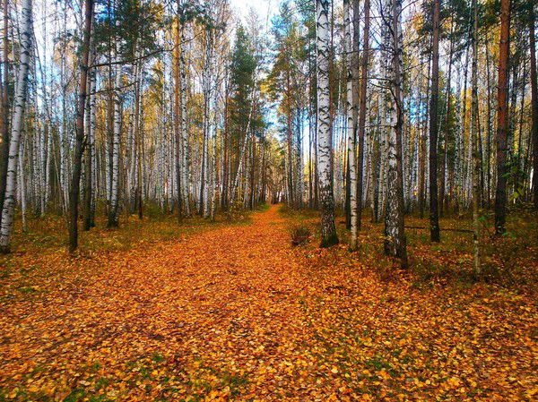 Анастасия Зомарева
