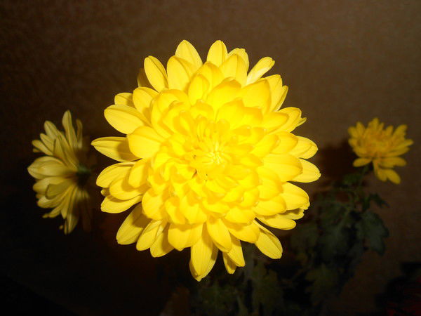 Елена Иванова