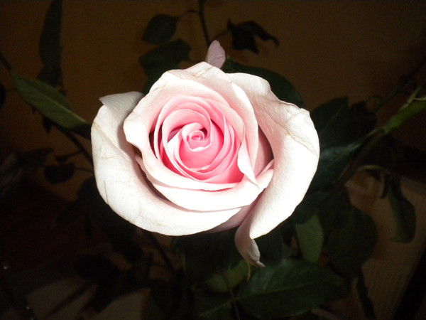 Алла Барчий