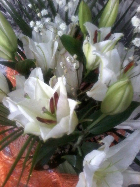 Анастасия Дупик