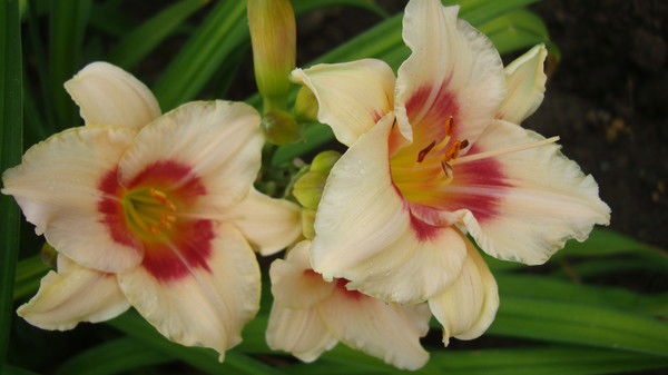 Галина Годовова