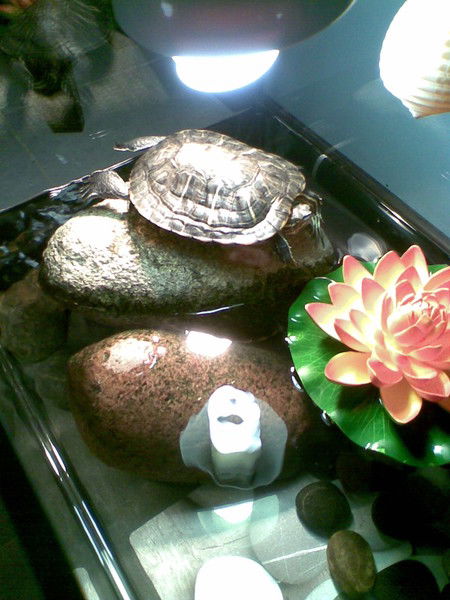 Инга Власенко