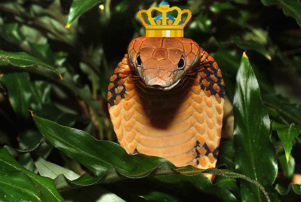 Андрей Писарев