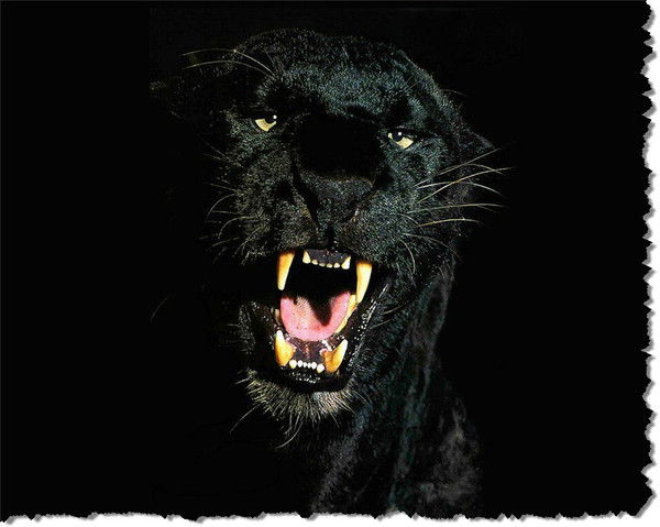 Сергей Волков