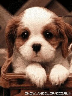 Риваль Шамилевич Валитов