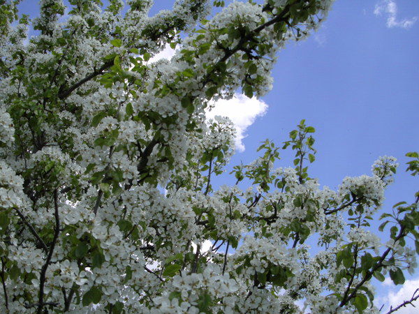 Ирина Лемешкина