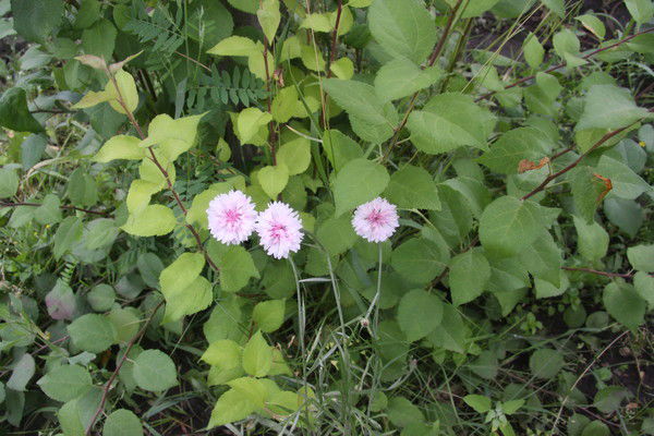 Любовь Китаева