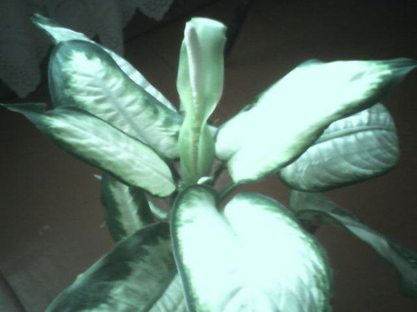 Галя Кудрявцева