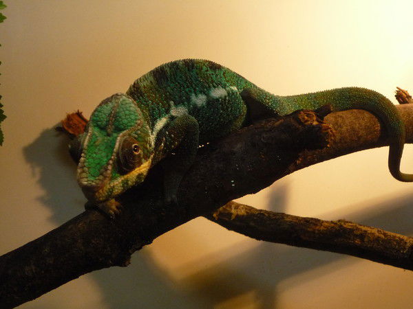 Елена Юркова