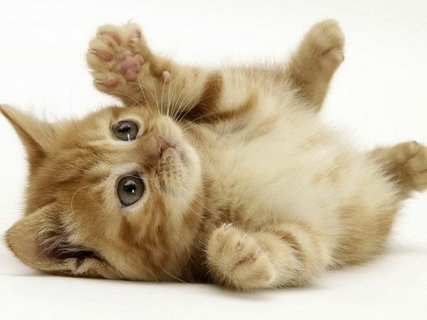 Ангелина Савина