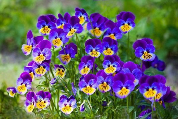 Людмила Христова