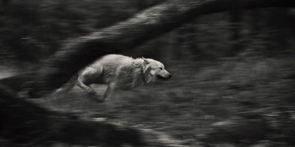 |Nikolaev| |Dmitrey|