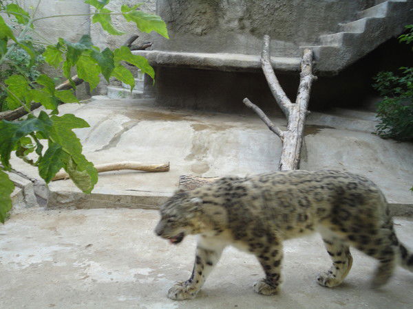 Федя Федоров