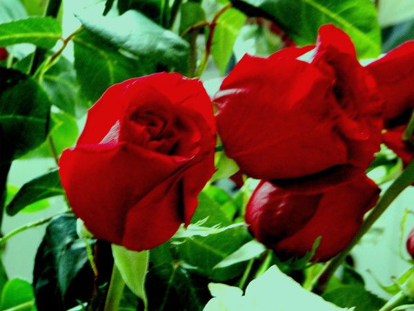 Наталья Калачева