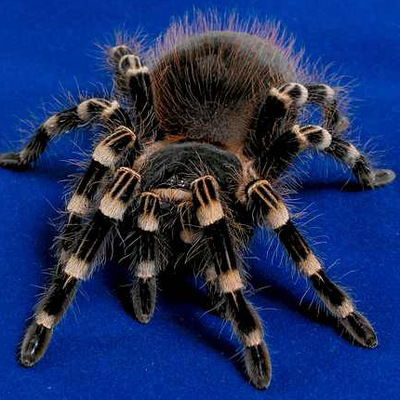 Машка Максимова