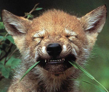 Рудольф Ляпин