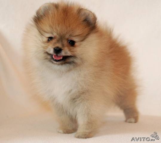 Юлия Чугаева